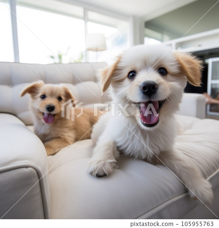 Cute puppy on a sofa 105955763