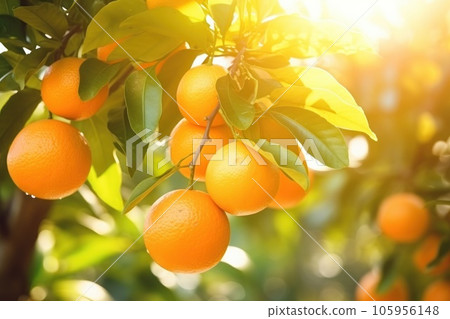 Oranges in garden 105956148