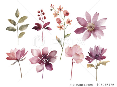 Botanical set of watercolor illustrations of pink flowers and plants. Botanical set of watercolor illustrations of pink flowers and plants. 105956476