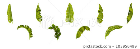 Green Banana Leaves and Decorative Tropical Foliage Vector Set 105956499