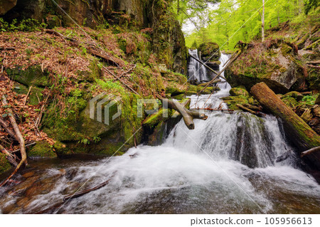 waterfall on the stream among mossy boulders. nature scenery in carpathian woods 105956613