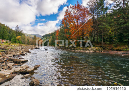 river flows among the forested area in carpathian mountains. autumnal tourism background. stones on the shore. cloudy sky. low angle 105956630