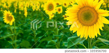 Sunflower fields and meadows close-up. Backgrounds and screensavers with large blossoming sunflower buds in the rays of sunset. Idea banner image for advertising sunflower or vegetable oil. Sunflower fields and meadows close-up. Backgrounds and screensavers with large blossoming sunflower buds in the rays of sunset. Idea banner image for advertising sunflower or vegetable oil. 105956700