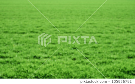 Conceptual view of green spring field, blurred greenery and sunlight background with copy space using natural green plants, landscape, ecology, fresh wallpaper as background. 105956791