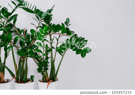 Zamioculcas zamiifolia or dollar tree against a light gray wall. Zanzibar Gem, for decorating your home and office. The idea of office interior, living space 105957255