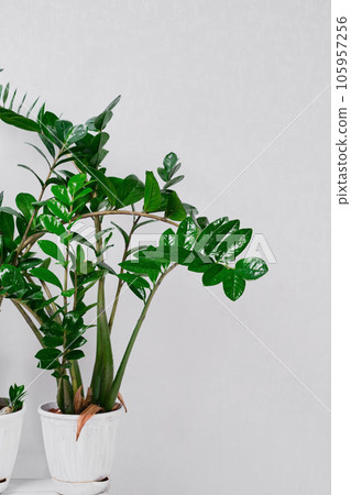 Dollar tree or Zamioculcas zamiifolia against a light gray wall. Zanzibar Gem, for decorating your home and office. Interior idea for office, living space, vertical frame Dollar tree or Zamioculcas zamiifolia against a light gray wall. Zanzibar Gem, for decorating your home and office. Interior idea for office, living space, vertical frame 105957256