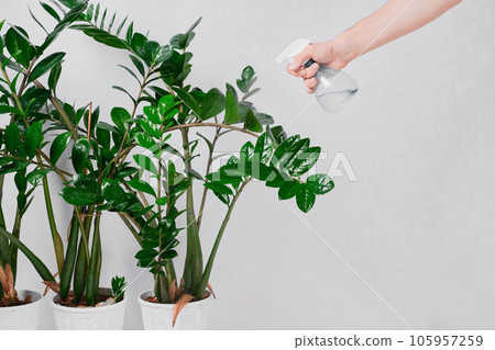 Watering Zamioculcas zamiifolia flowers from a spray bottle, plant care concept. Dollar tree is a plant that helps filter the air and absorb toxins. water drops on leaves Watering Zamioculcas zamiifolia flowers from a spray bottle, plant care concept. Dollar tree is a plant that helps filter the air and absorb toxins. water drops on leaves 105957259