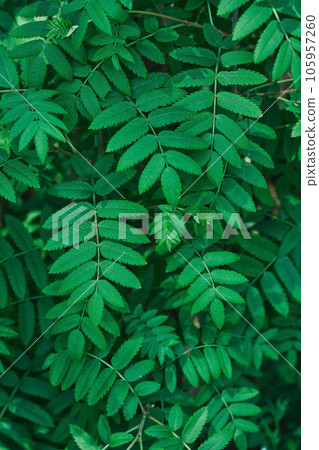 Rowan leaves, background in the summer forest. Rowanberries closeup natural textured back, vertical frame, poster or banner idea 105957260