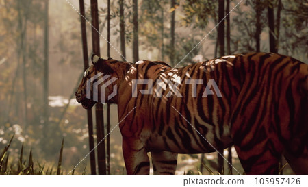 tiger frozen in a bamboo forest, sniffing and listening for its prey 105957426