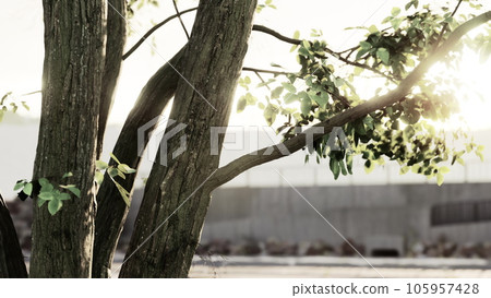 The warm morning sun dramatically casting intense rays through a large tree 105957428