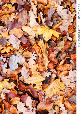 Colorful various autumn fallen leaves on the ground. Yellow, orange, green and red october autumn leaves. 105957555