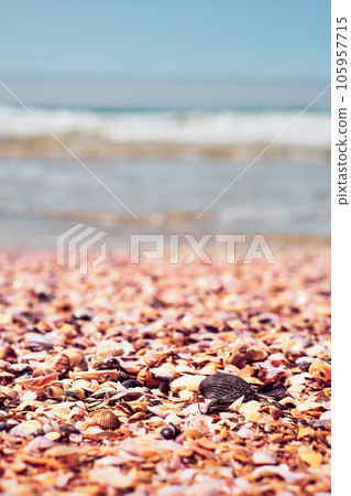 Seashells on the beach on the seashore close-up, selective focus, vertical frame. Seaside holiday background 105957715