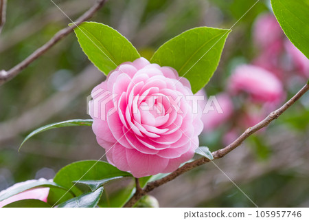 美麗的粉紅色花瓣【乙女山茶花】 105957746