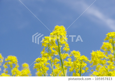 Rape blossoms blooming toward the blue sky Rape blossoms blooming toward the blue sky 105957813