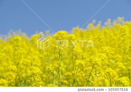 強姦開花發光在藍天 強姦開花發光在藍天 105957816