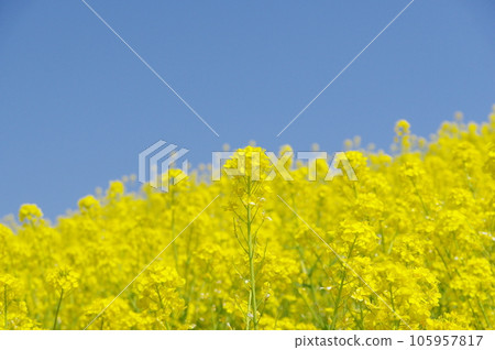 強姦開花發光在藍天 強姦開花發光在藍天 105957817