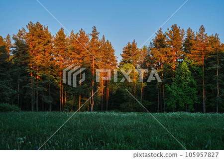 Beautiful green forest landscape, pine forest and meadow with the last sun shining on the trees. Beautiful green forest landscape, pine forest and meadow with the last sun shining on the trees. 105957827