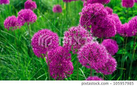 Giant purple onion or Allium Giganteum, wild onion flowers, summer time, postcard or wallpaper idea for web design Giant purple onion or Allium Giganteum, wild onion flowers, summer time, postcard or wallpaper idea for web design 105957985
