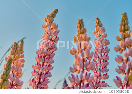 Field beautiful flowers lupins against the blue summer sky, summer natural background. Field beautiful flowers lupins against the blue summer sky, summer natural background. 105958068