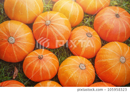 Many orange pumpkins on a green lawn. Harvesting. Pumpkins with water drops. Many orange pumpkins on a green lawn. Harvesting. Pumpkins with water drops. 105958323