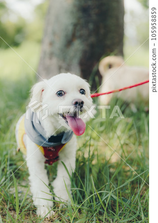 和狗一起跑步的照片 105958859