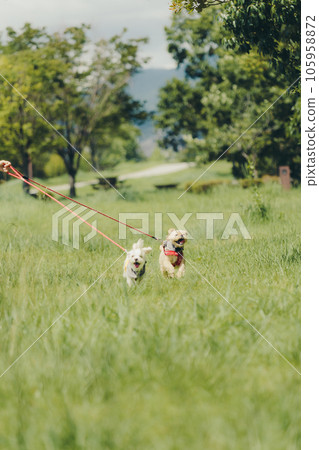 photo of running with dog photo of running with dog 105958872