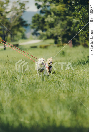 photo of running with dog 105958874