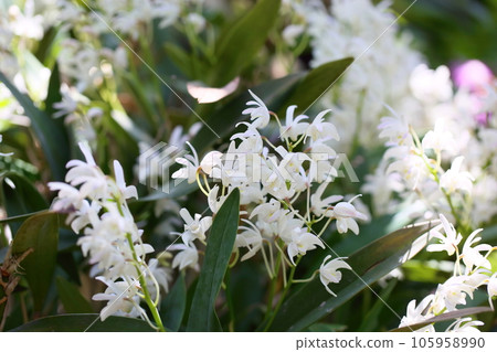Dendrobium flower Kingianum 105958990