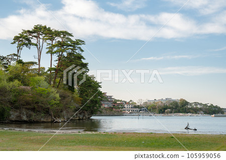 Matsushima bay and Fukuura island in Miyagi, Japan 105959056