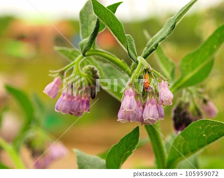 紫草花 紫草花 105959072