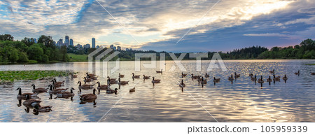 Canadian Goose swiming in a lake during sunset. Canadian Goose swiming in a lake during sunset. 105959339