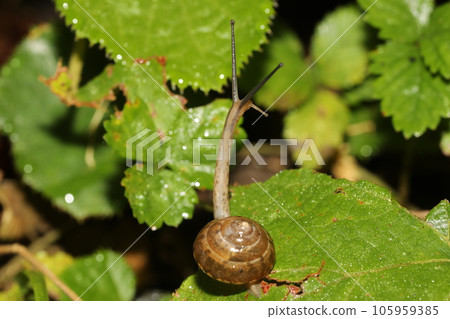 A member of the snail, probably Onajimaimai 105959385