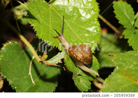 A member of the snail, probably Onajimaimai A member of the snail, probably Onajimaimai 105959389