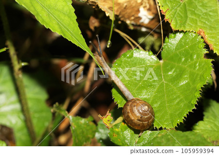 A member of the snail, probably Onajimaimai A member of the snail, probably Onajimaimai 105959394