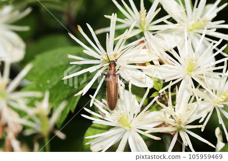 Yellow longhorn beetle Yellow longhorn beetle 105959469