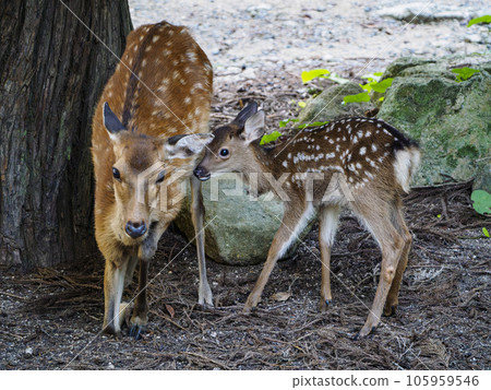 A doe guarding a young fawn 105959546