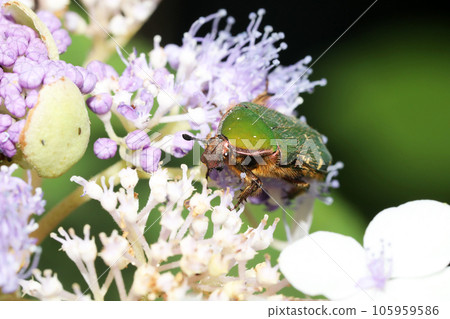 Core hanamuguri - Stock Photo [105959586] - PIXTA