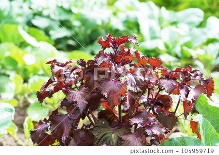 紅豆豆場 105959719