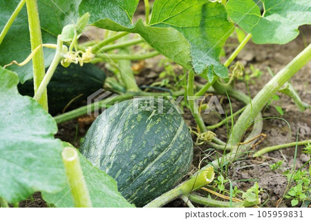 Soybean field 105959831