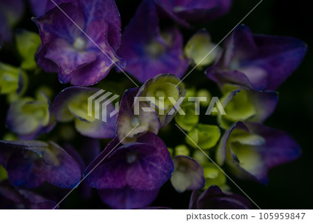 繡球 105959847