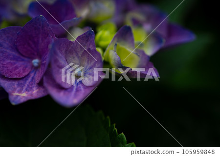 繡球花 105959848