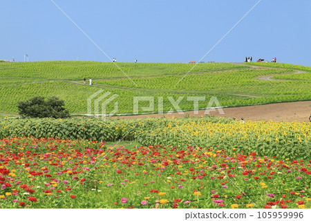 日立海灘公園的Zinia 105959996