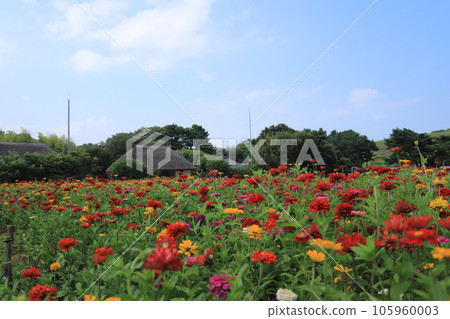 日立海灘公園的Zinia 105960003