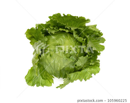 lettuce lettuce 105960225