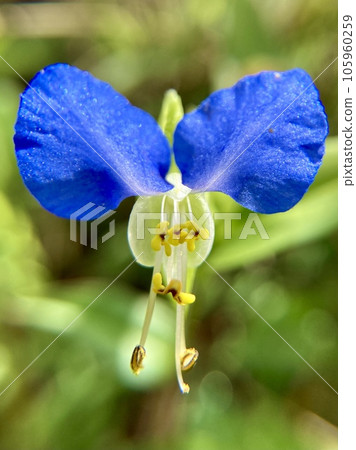 Commelina flower close-up 2 Commelina flower close-up 2 105960259