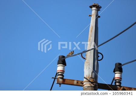 A sparrow perched on a telephone pole A sparrow perched on a telephone pole 105960341