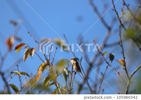 Shrike perched on a tree Shrike perched on a tree 105960342