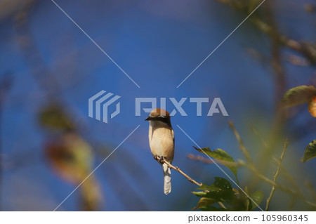 Shrike perched on a tree Shrike perched on a tree 105960345