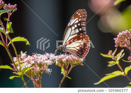 The traveling butterfly "Asagimadara" that came to Fujibakama 105960377