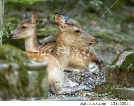 Deer in Nara Park resting beside a stone lantern Deer in Nara Park resting beside a stone lantern 105960953
